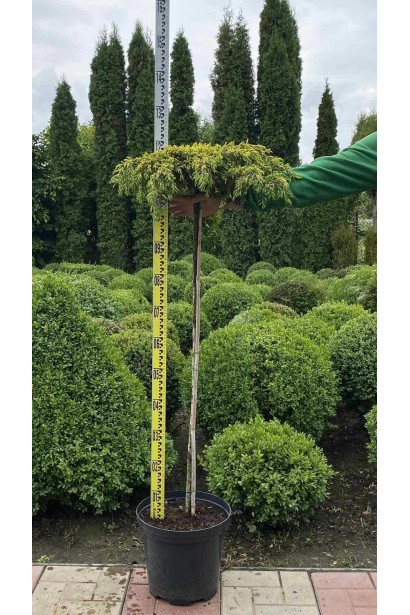 Ялівець звичайний Голдшатц - 10л/вис.65-75см/Ø40-50см/ШТАМБ 60см